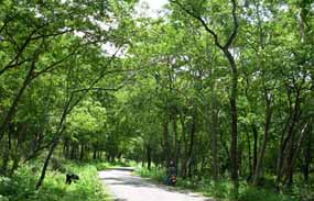natural sandalwood grove