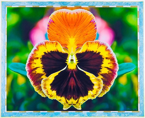 Pansy Dream