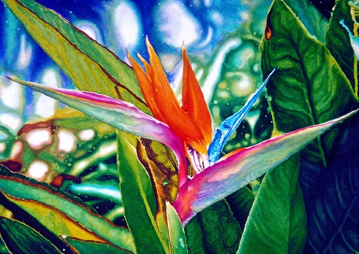 Bird of Paradise