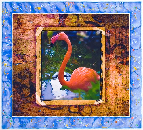 The Coral Flamingo
