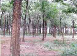 planted red sandalwood grove